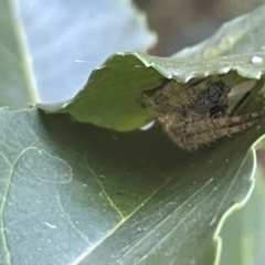 Unidentified Other web-building spider at Parkes, ACT - 9 Jan 2023 by Hejor1