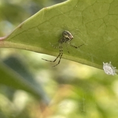 Theridion pyramidale (Tangle-web spider) at Commonwealth & Kings Parks - 9 Jan 2023 by Hejor1