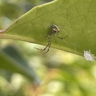 Theridion pyramidale (Tangle-web spider) at Mount Ainslie to Black Mountain - 9 Jan 2023 by Hejor1