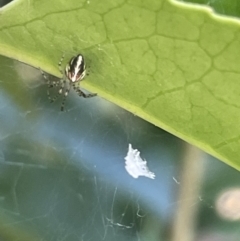 Theridion pyramidale at Parkes, ACT - 9 Jan 2023