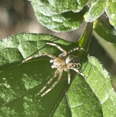 Salsa fuliginata (Sooty Orb-weaver) at Mount Ainslie to Black Mountain - 9 Jan 2023 by Hejor1