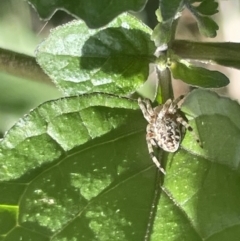 Salsa fuliginata at Parkes, ACT - 9 Jan 2023