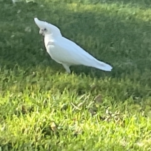 Cacatua sanguinea at Parkes, ACT - 9 Jan 2023