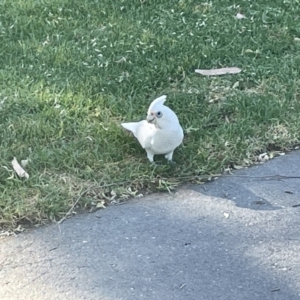 Cacatua sanguinea at Parkes, ACT - 9 Jan 2023 05:31 PM