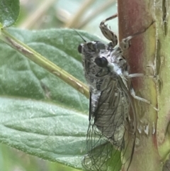 Yoyetta celis (Silver Princess Cicada) at Mount Ainslie to Black Mountain - 9 Jan 2023 by Hejor1