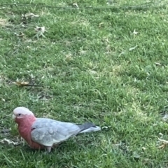 Eolophus roseicapilla (Galah) at Commonwealth & Kings Parks - 9 Jan 2023 by Hejor1