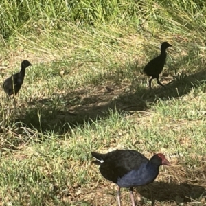 Gallinula tenebrosa at Parkes, ACT - 9 Jan 2023