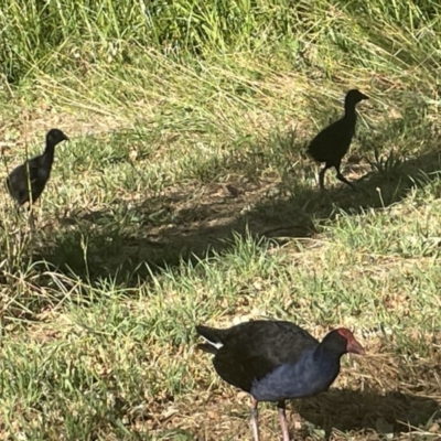 Gallinula tenebrosa (Dusky Moorhen) at Mount Ainslie to Black Mountain - 9 Jan 2023 by Hejor1