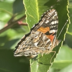 Vanessa kershawi (Australian Painted Lady) at Commonwealth & Kings Parks - 9 Jan 2023 by Hejor1