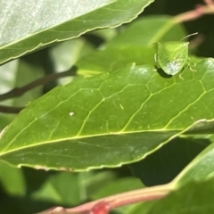 Cuspicona simplex (Green potato bug) at Commonwealth & Kings Parks - 9 Jan 2023 by Hejor1