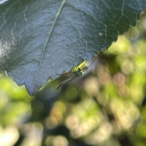 Chironomidae (family) at Parkes, ACT - 9 Jan 2023 04:41 PM