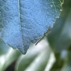 Chironomidae (family) at Parkes, ACT - 9 Jan 2023