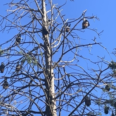 Pteropus poliocephalus (Grey-headed Flying-fox) at Commonwealth & Kings Parks - 9 Jan 2023 by Hejor1