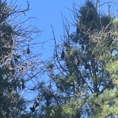 Pteropus poliocephalus at Parkes, ACT - 9 Jan 2023