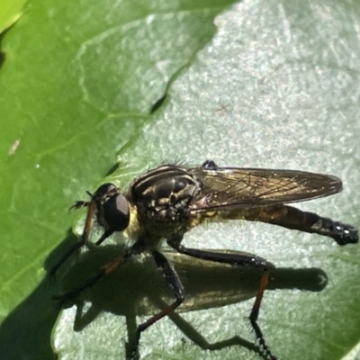 Zosteria rosevillensis (A robber fly) at Mount Ainslie to Black Mountain - 9 Jan 2023 by Hejor1