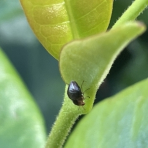 Steganopsis melanogaster at Canberra, ACT - 10 Jan 2023