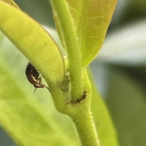 Steganopsis melanogaster at Canberra, ACT - 10 Jan 2023