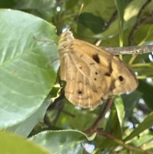 Heteronympha merope at Braddon, ACT - 10 Jan 2023