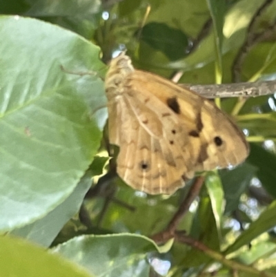 Heteronympha merope (Common Brown Butterfly) at Braddon, ACT - 10 Jan 2023 by Hejor1