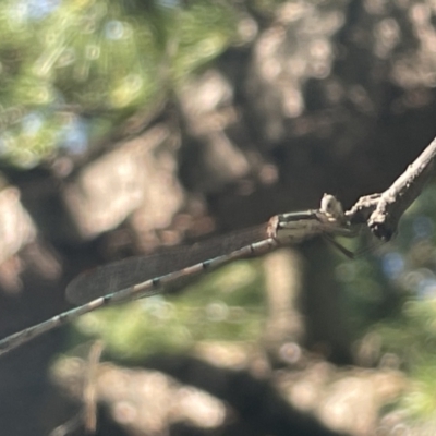 Austrolestes leda (Wandering Ringtail) at Haig Park - 10 Jan 2023 by Hejor1