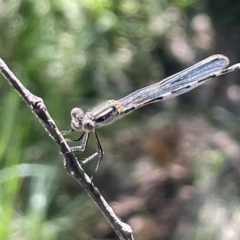 Austrolestes leda (Wandering Ringtail) at City Renewal Authority Area - 10 Jan 2023 by Hejor1