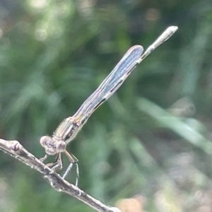 Austrolestes leda at Braddon, ACT - 10 Jan 2023 05:17 PM