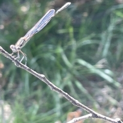 Austrolestes leda at Braddon, ACT - 10 Jan 2023