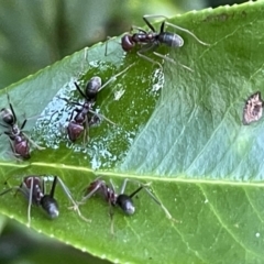 Iridomyrmex purpureus (Meat Ant) at Haig Park - 10 Jan 2023 by Hejor1