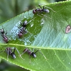 Iridomyrmex purpureus (Meat Ant) at Braddon, ACT - 10 Jan 2023 by Hejor1