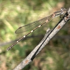 Austrolestes leda (Wandering Ringtail) at City Renewal Authority Area - 10 Jan 2023 by Hejor1