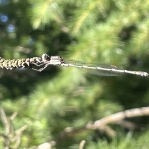 Austrolestes leda at Braddon, ACT - 10 Jan 2023