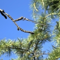 Austrolestes leda at Braddon, ACT - 10 Jan 2023 05:14 PM