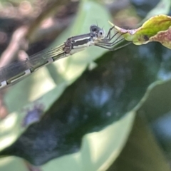 Austrolestes leda (Wandering Ringtail) at Braddon, ACT - 10 Jan 2023 by Hejor1