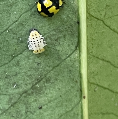 Illeis galbula (Fungus-eating Ladybird) at Braddon, ACT - 10 Jan 2023 by Hejor1