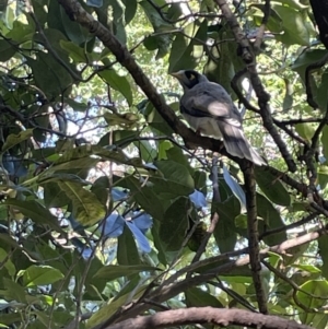 Manorina melanocephala at Braddon, ACT - 10 Jan 2023