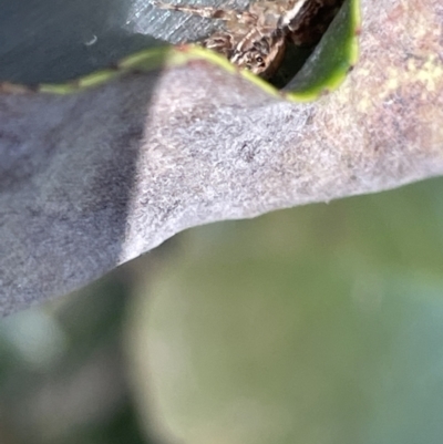 Unidentified Jumping or peacock spider (Salticidae) at Braddon, ACT - 10 Jan 2023 by Hejor1