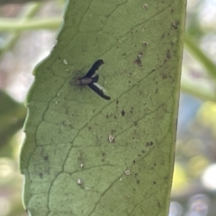 Trypetisoma digitatum (A lauxaniid fly) at City Renewal Authority Area - 10 Jan 2023 by Hejor1