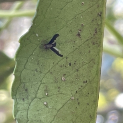 Trypetisoma digitatum (A lauxaniid fly) at City Renewal Authority Area - 10 Jan 2023 by Hejor1