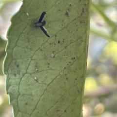 Trypetisoma digitatum at Braddon, ACT - 10 Jan 2023