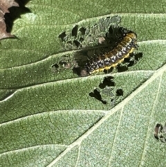 Xanthogaleruca luteola (Elm leaf beetle) at Braddon, ACT - 10 Jan 2023 by Hejor1