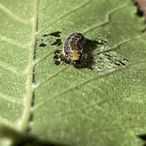 Xanthogaleruca luteola at Braddon, ACT - 10 Jan 2023