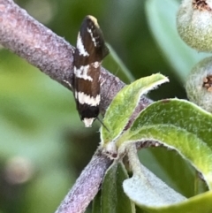 Isomoralla gephyrota (A Concealer moth) at City Renewal Authority Area - 10 Jan 2023 by Hejor1