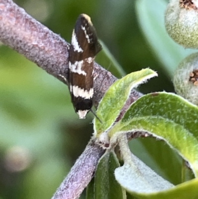 Isomoralla gephyrota (A Concealer moth) at Haig Park - 10 Jan 2023 by Hejor1