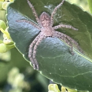 Sparassidae (family) at Ainslie, ACT - 11 Jan 2023