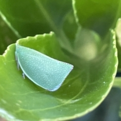 Siphanta acuta (Green planthopper, Torpedo bug) at Ainslie, ACT - 11 Jan 2023 by Hejor1