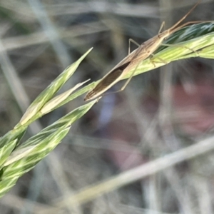 Mutusca brevicornis at Ainslie, ACT - 11 Jan 2023