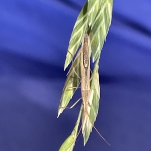 Mutusca brevicornis at Ainslie, ACT - 11 Jan 2023