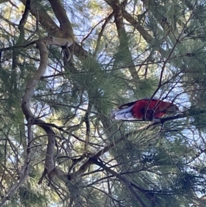 Platycercus elegans at Ainslie, ACT - 11 Jan 2023