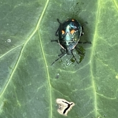 Cermatulus nasalis (Predatory shield bug, Glossy shield bug) at Corroboree Park - 11 Jan 2023 by Hejor1
