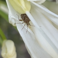 Sidnia kinbergi (Australian crop mirid) at Parkes, ACT - 9 Jan 2023 by Hejor1